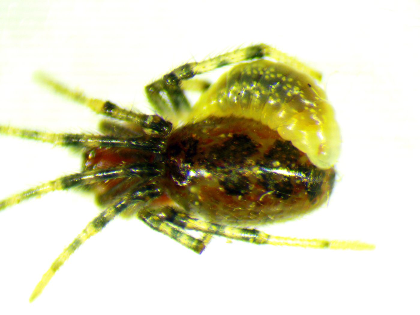 A close-up of the parasitoid wasp larva.