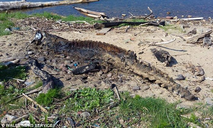 An 11-foot sea creature has washed up on the shores of Wales, baffling beach-goers who've never seen such a thing in their lives.