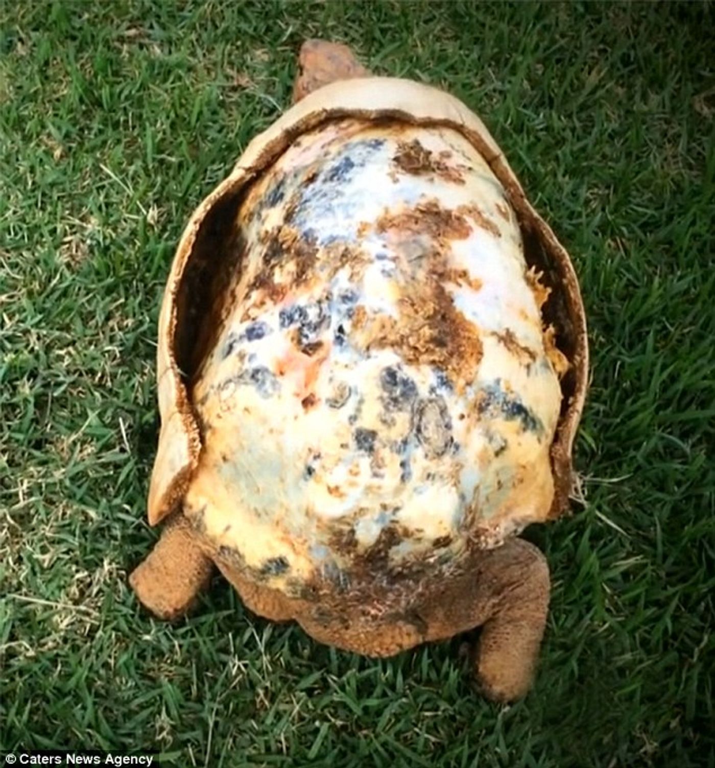 Shell injuries in tortoises - Veterinary Practice