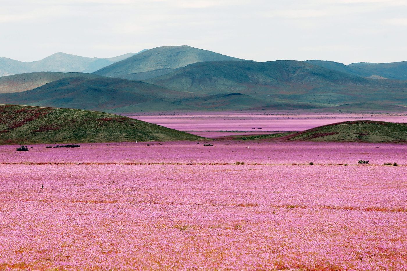 The usually dry Atacama Desert is currently covered in pink flowers.
