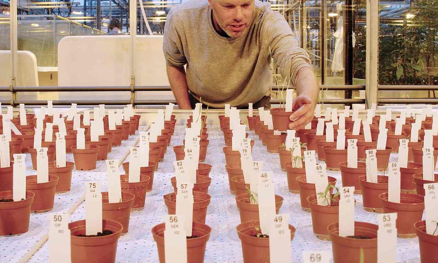A recent experiment has shown that plants grown in Mars-like soil should be safe to consume.