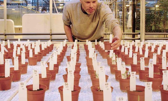 A recent experiment has shown that plants grown in Mars-like soil should be safe to consume.
