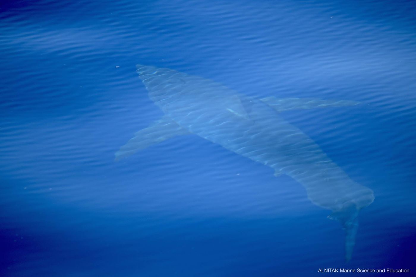 The great white shark seen off the coast of Spain.