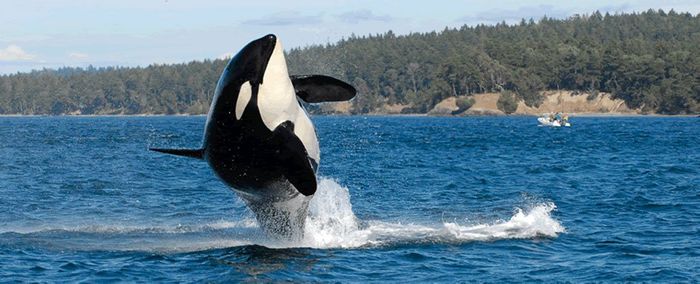 Granny was the oldest-living orca in the wild, and experts now think she has passed away.
