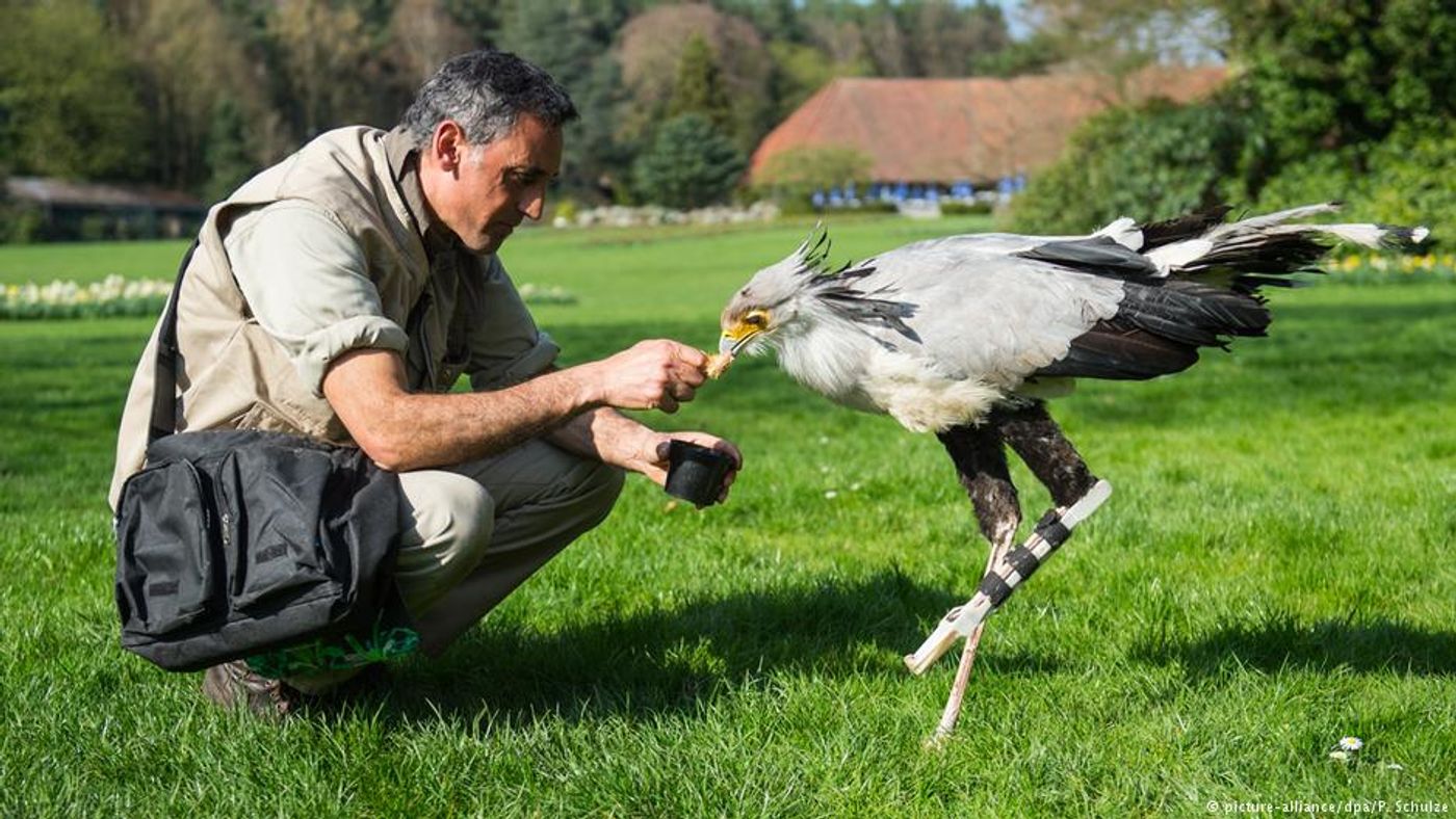 This secretary bird received a 3D-printed prosthetic leg to repair a broken left leg.