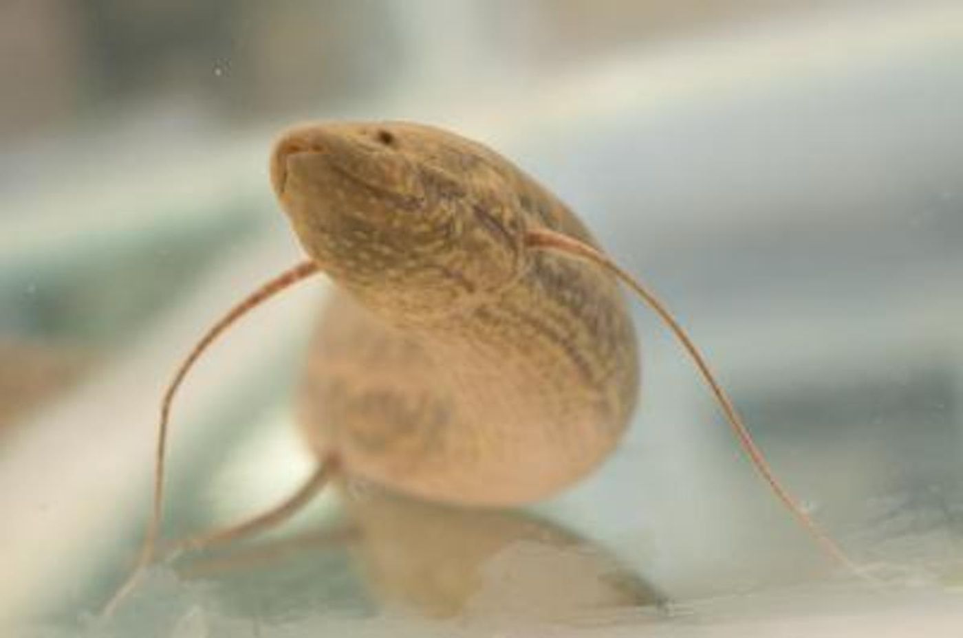 African lungfish / Image credit: Yen-Chyi Liu/University of Chicago