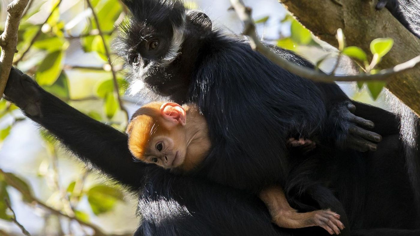 The mother holds her newborn at Targona Zoo.