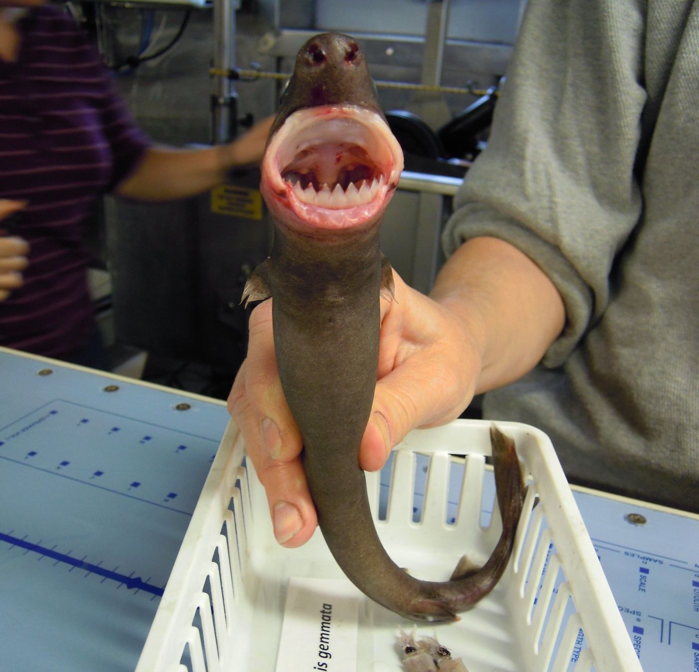  Cookie cutter shark (Isistius brasiliensis)     Image ID: fish9099, NOAA's Fisheries Collection  Location: Gulf of Mexico /  Credit: Personnel of NOAA Ship PISCES
