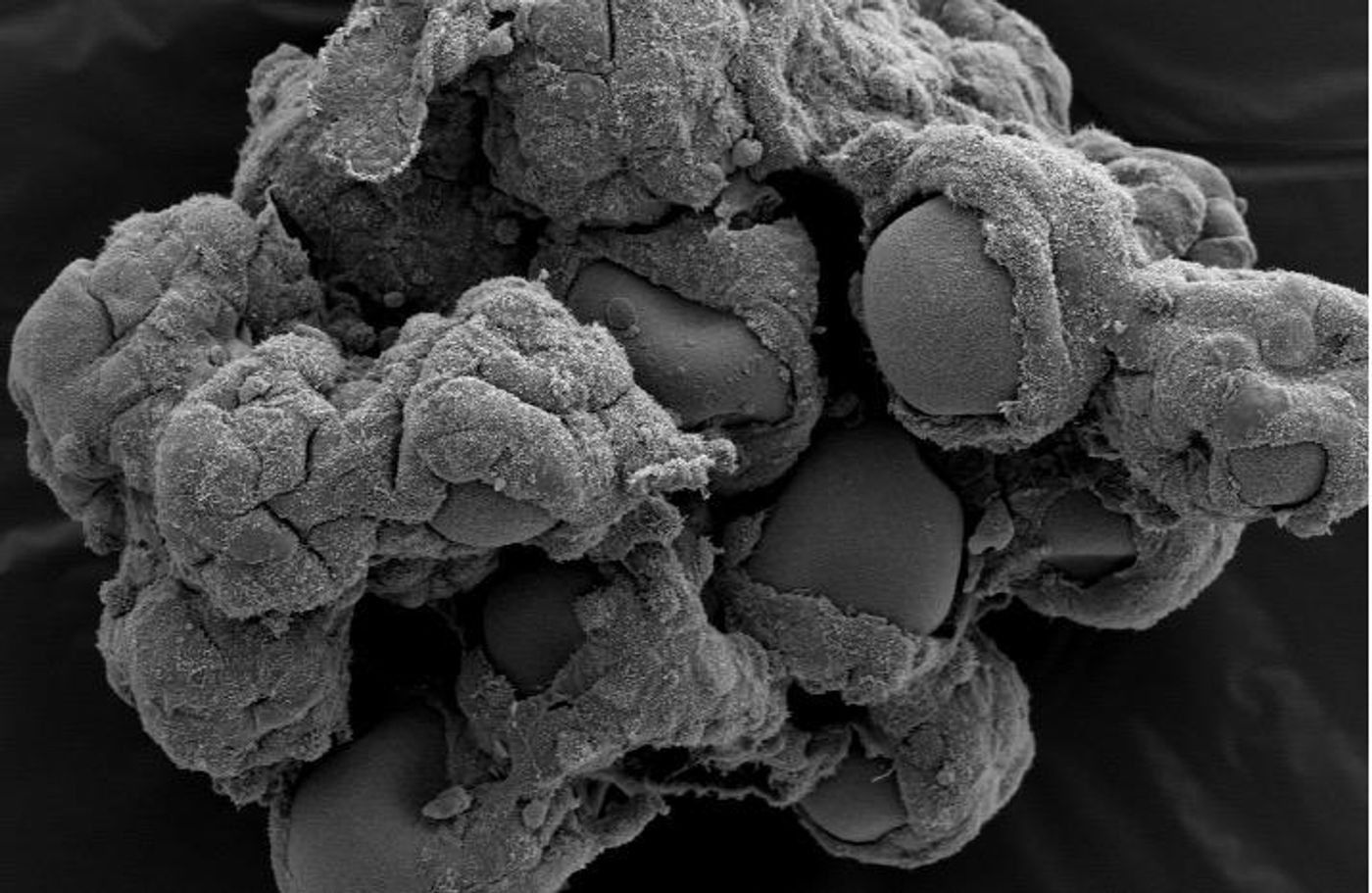 This is a 3-D colon cell culture model, as seen from a scanning electron microscope image. / Credit: Jennifer Barrila, Biodesign Institute, Arizona State University