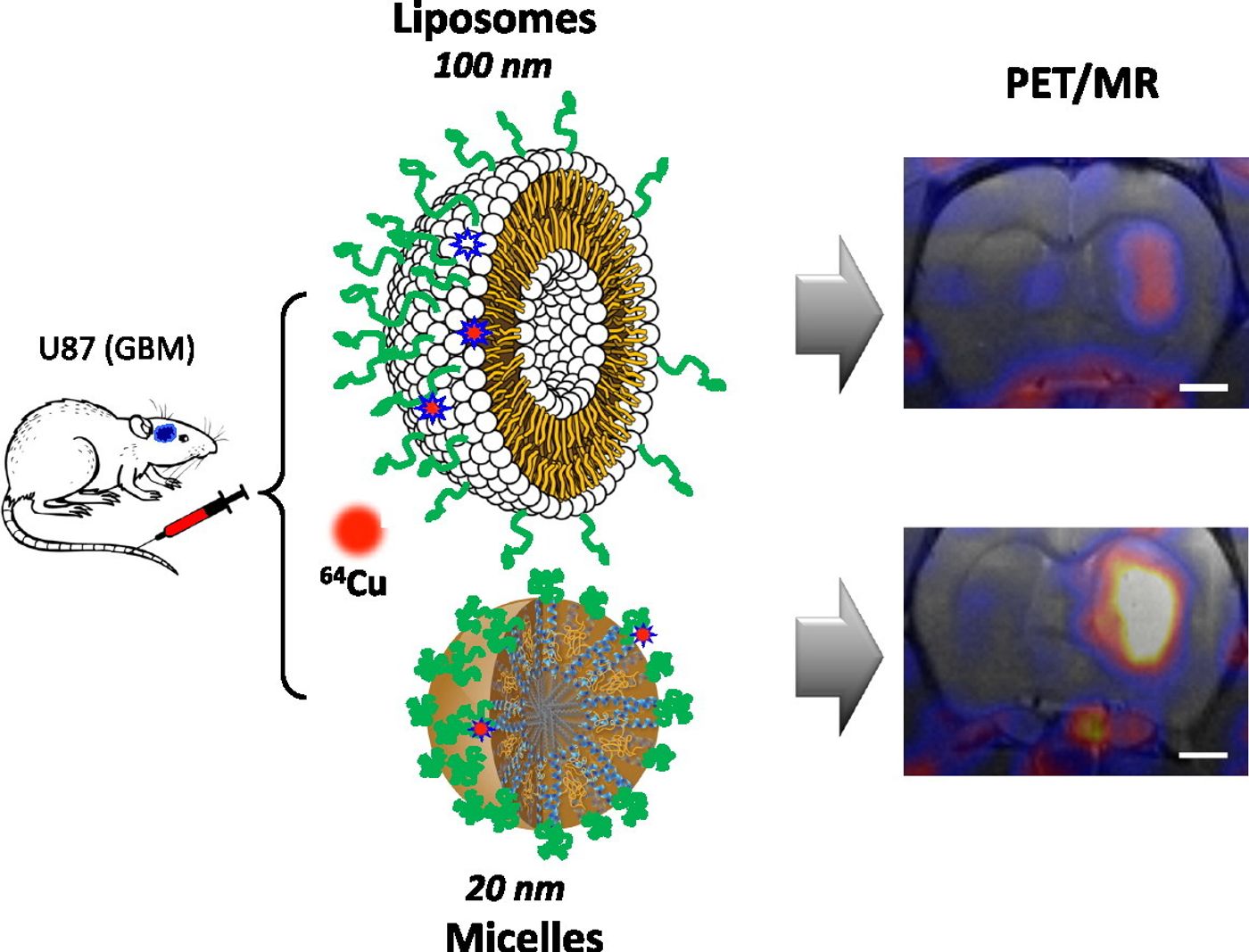 3HM collects at the tumor site better than other nano carriers