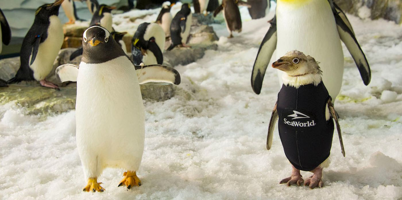 Wonder Twin, a penguin at SeaWorld Orlando, is experiencing feather loss and has been given a wetsuit to stay warm.