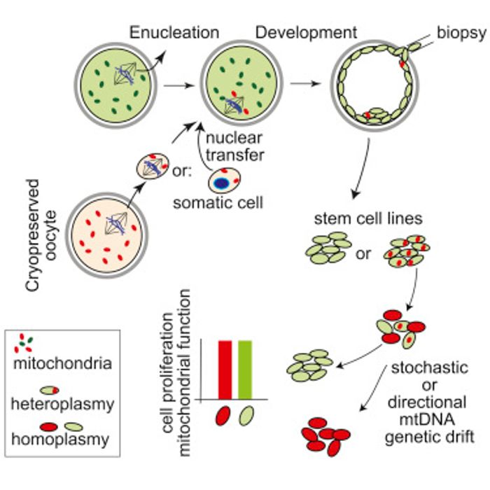 Questions About Mitochondrial Replacement Therapy Arise | Cell And ...