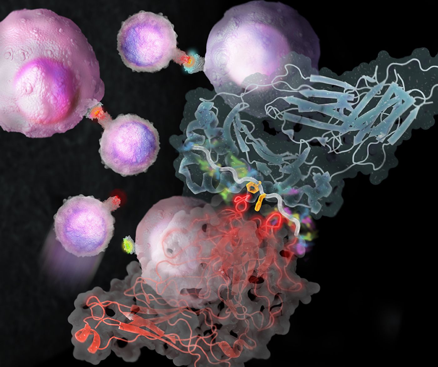 T cell receptors (red) detect antigens (yellow). Credit: Eric Smith and Christopher Garcia