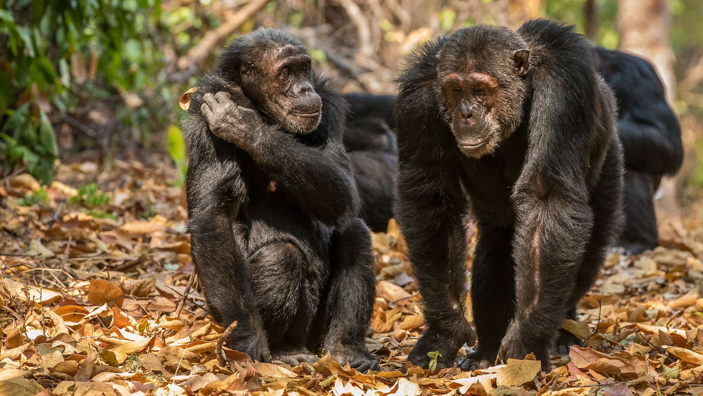 Chimpanzees can recognize one another by their buttocks similarly to the way we recognize one another by our faces.