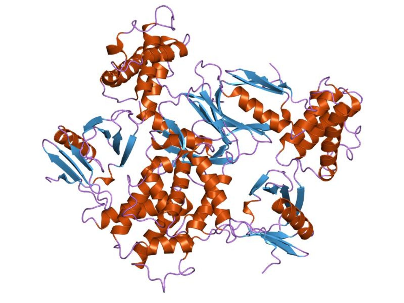 Representation of talin's molecular structure.