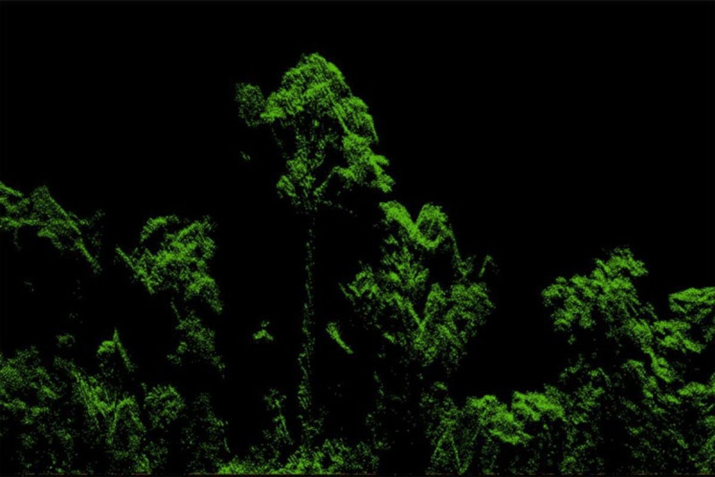 Lidar rendering of the tree. Photo credit: Michele Dalponte