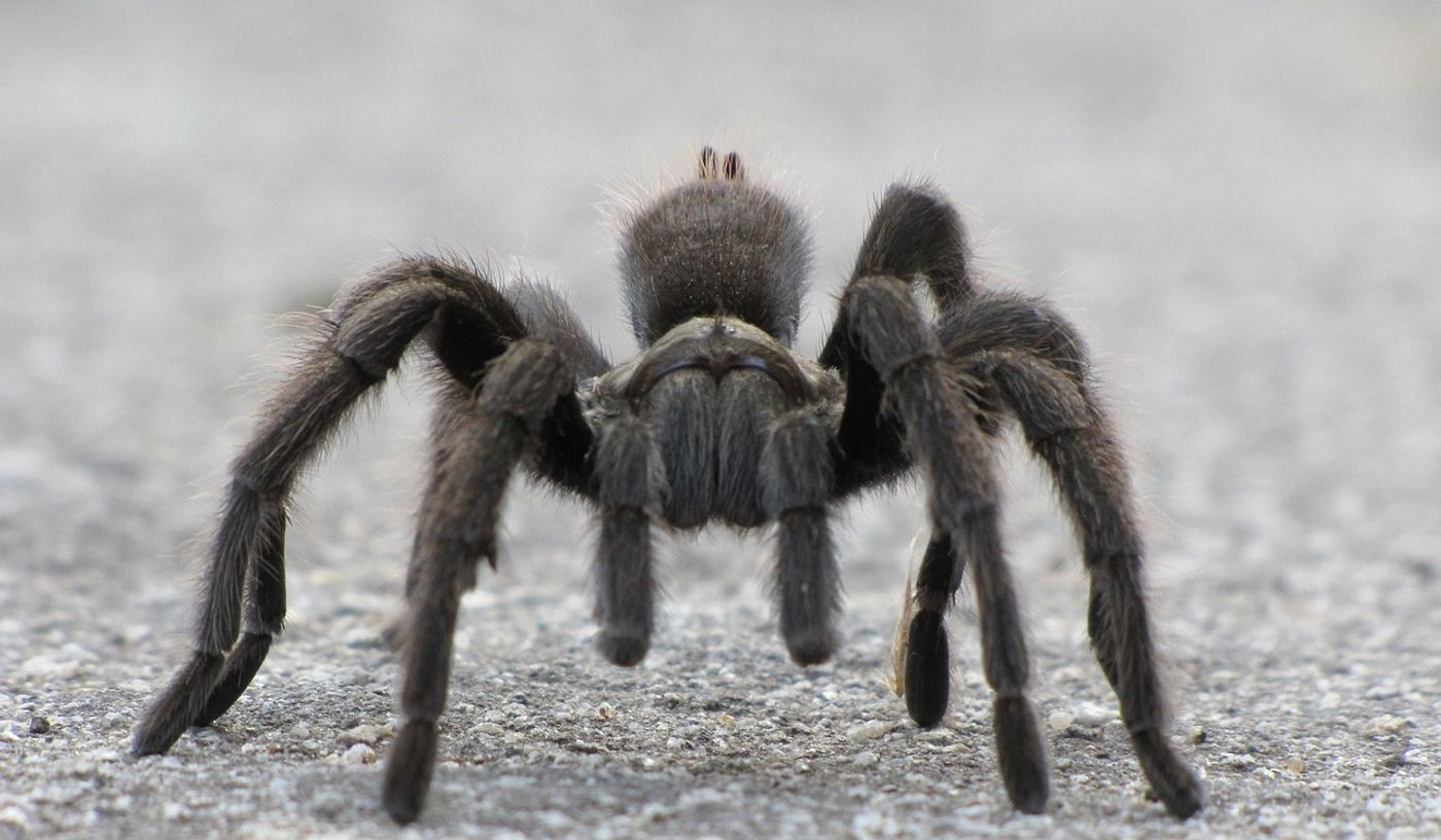 Are tarantula's right-handed like a vast majority of humans are?