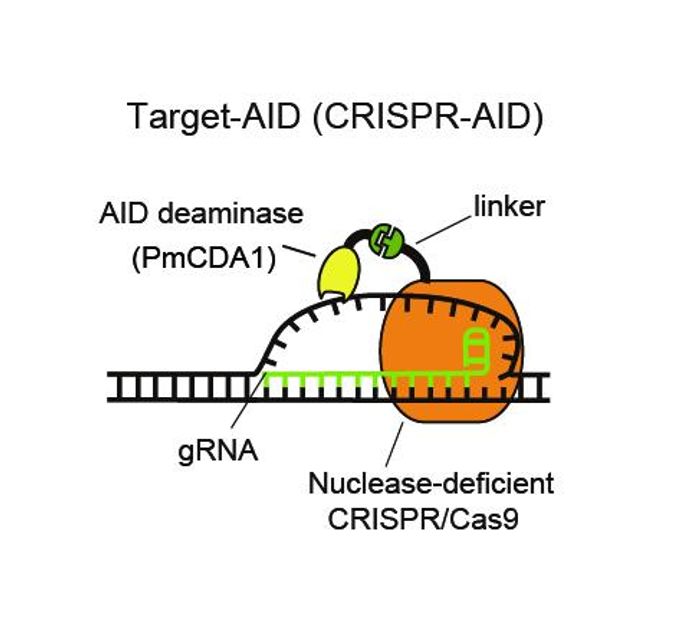 Deaminase is attached by a linker to nuclease-deficient CRISPR/Cas9. Guide RNA recognizes the DNA sequence of target genome and the deaminase modifies the base of the unwound DNA. / Credit: Kobe University