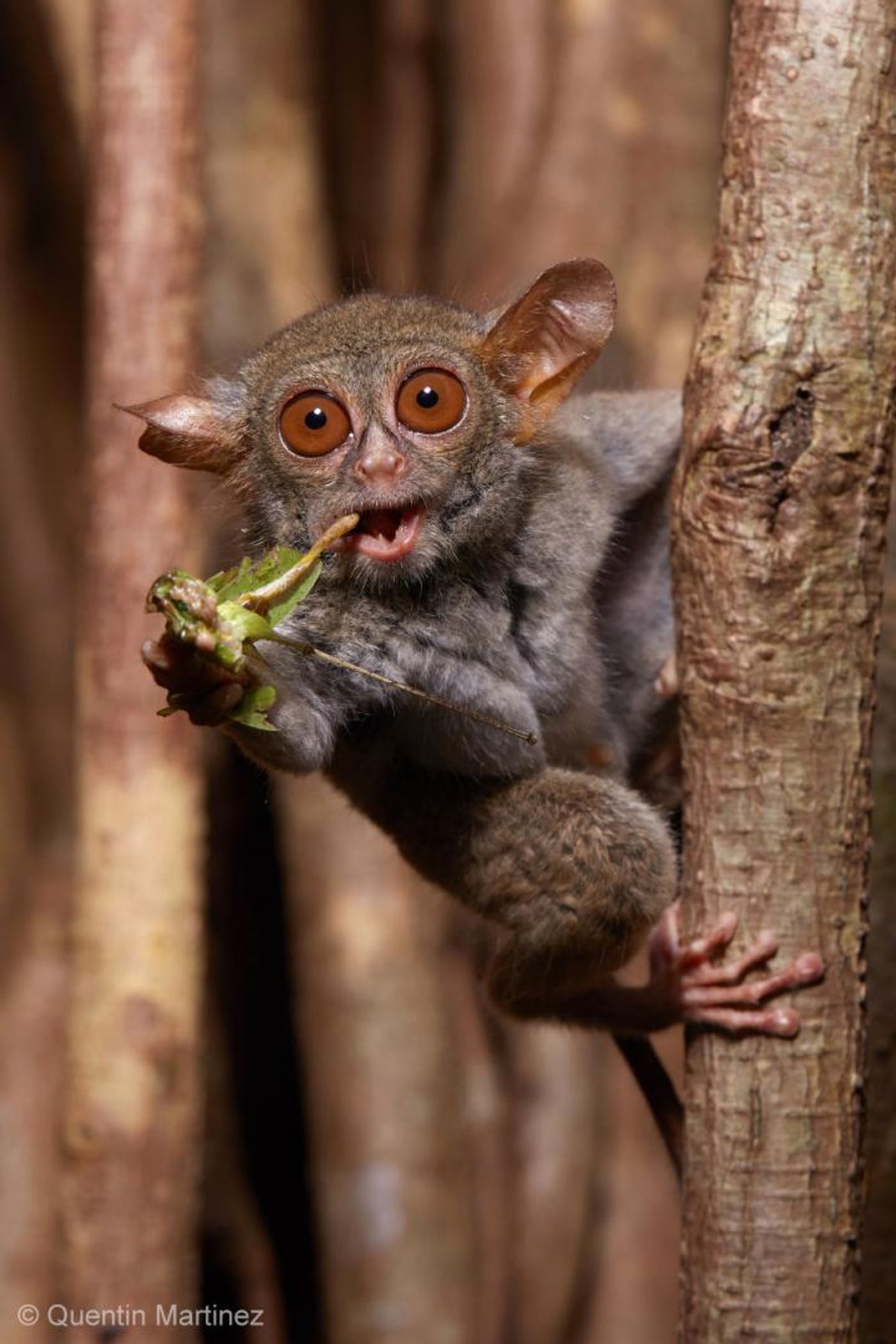 A spectral tarsier (Tarsius tarsier) feeding on a grasshopper in Tangkoko National Park, Northern Sulawesi, Indonesia. Tarsiers have five chitinase genes to digest the high amount of chitin in their insectivorous diet, which likely represents the ancestral condition of all placental animals, including humans. Copyright/Credit: Quentin Martinez