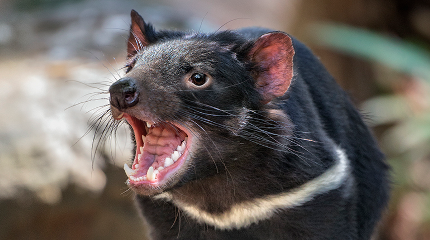 The Tasmanian devil species is threatened by extinction due to the devil facial tumor disease (DFTD).