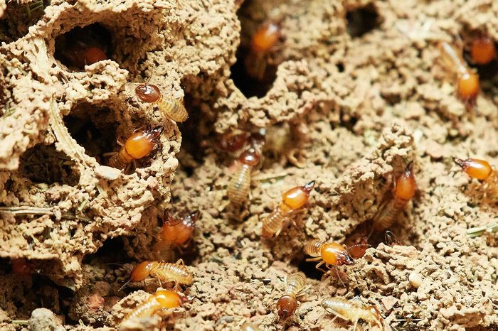 Researchers say all-female termite colonies can be found all over the place in Japan.
