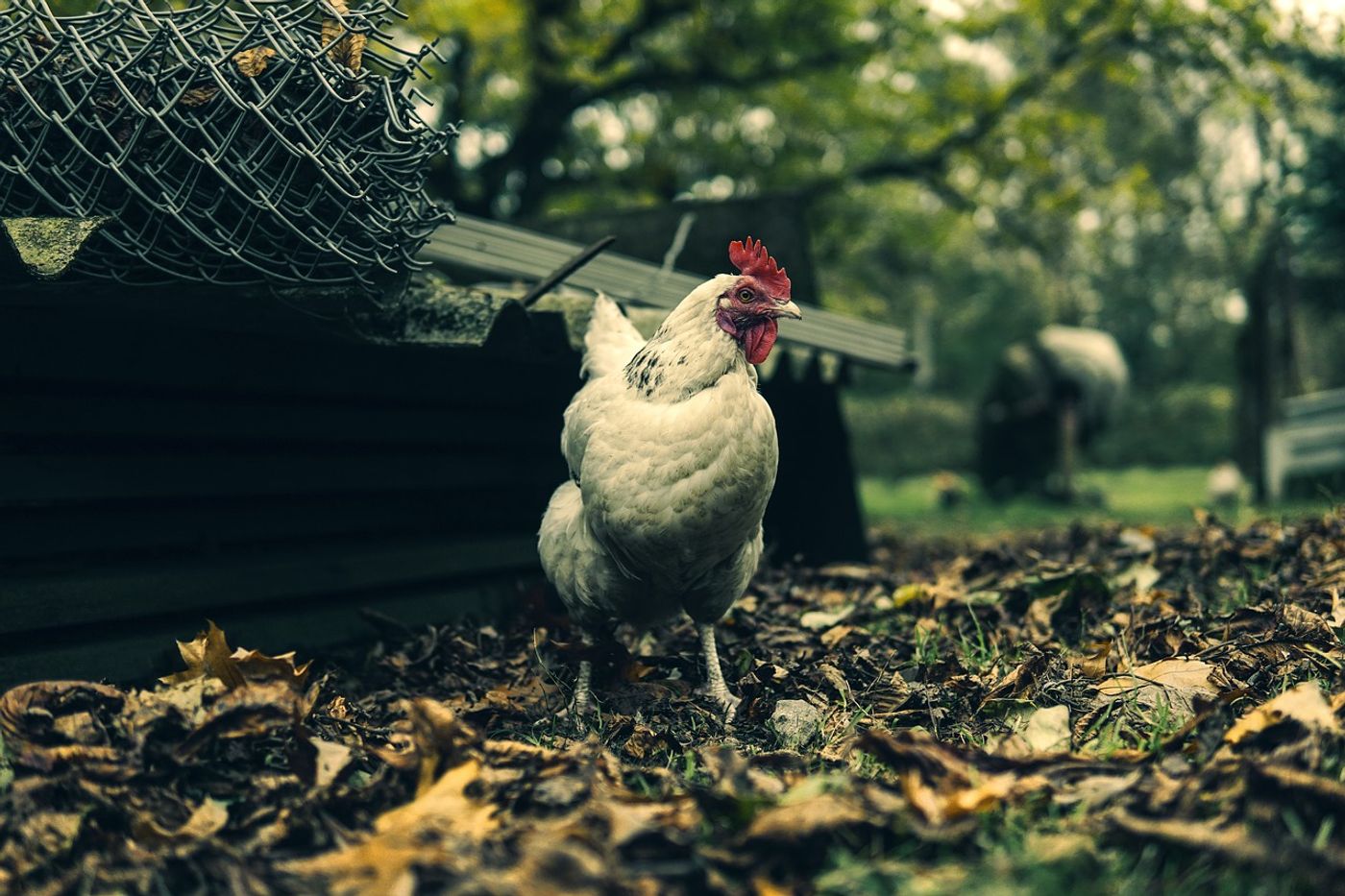 The way a chicken lives can impact how it copes with stress.