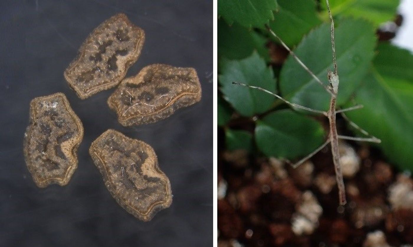 An illustration showing a stick insect (right) and its eggs (left).