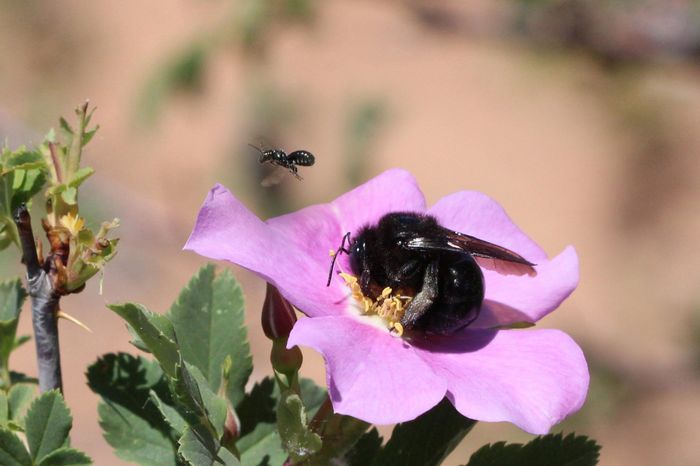 Utah's bee biodiversity could be threatened by recent protected region reduction.