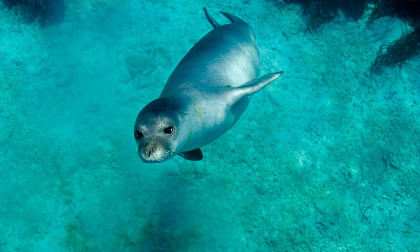 The humble Mediterranean monk seal.