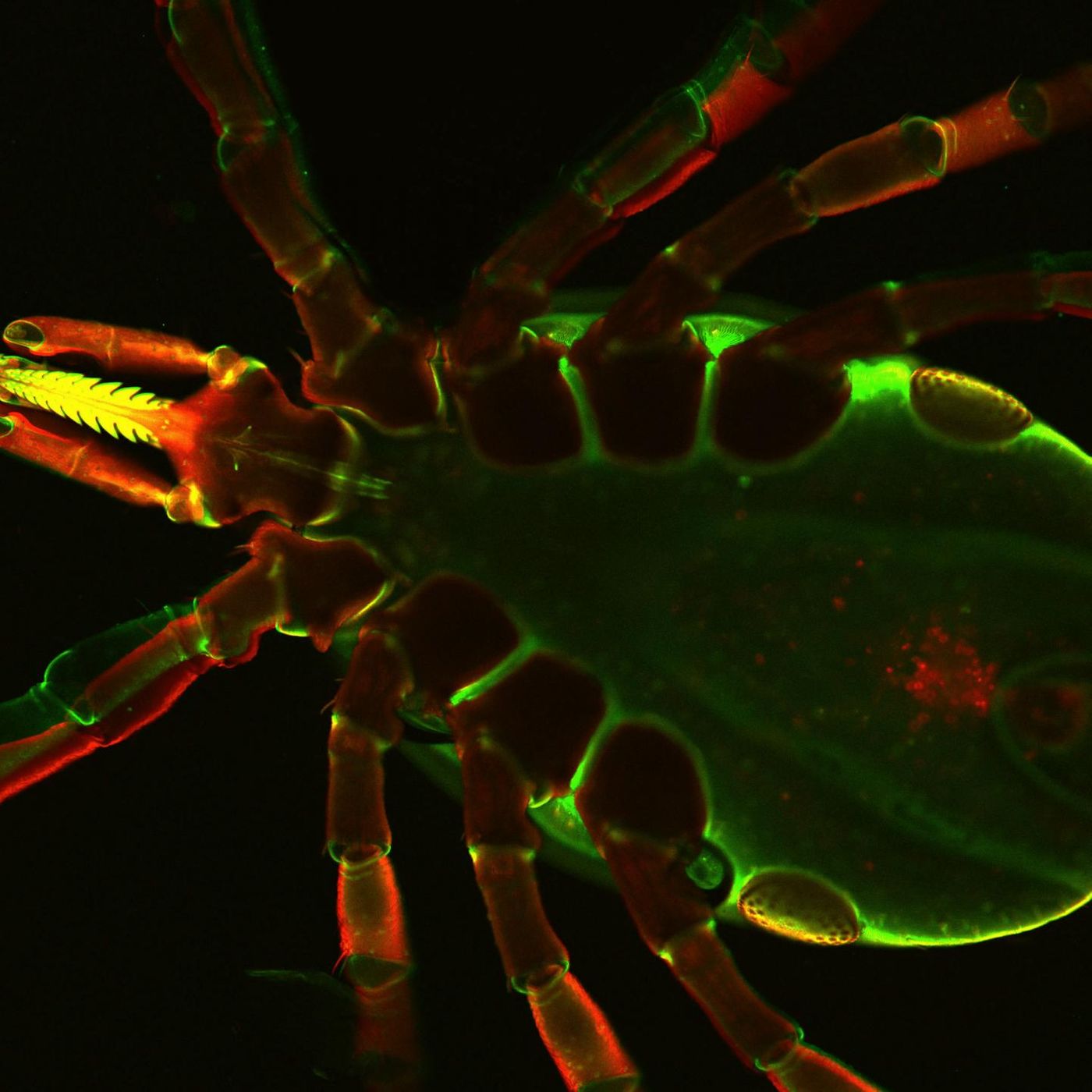 Ixodes scapularis ticks transmit the pathogens of Lyme disease, resulting a multisystem illness in a variety of animals and humans. The image shows bottom side a live Ixodes tick as seen under a confocal immunofluorescence microscope. / Credit: Dr. Utpal Pal, University of Maryland