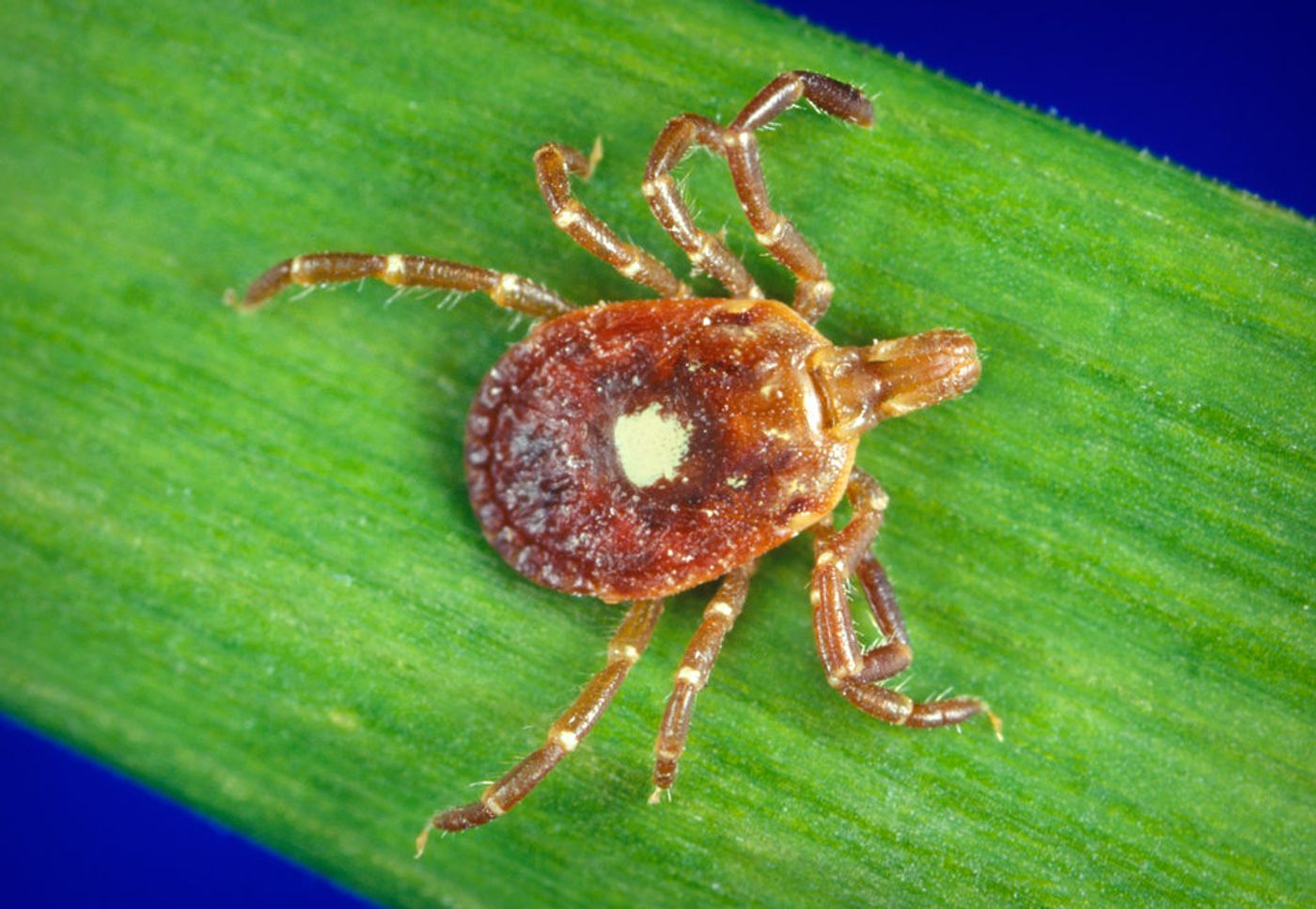 This is a female 'Lone star tick', Amblyomma americanum, and is found in the southeastern and midatlantic United States./ Credit:: CDC/ Michael L. Levin, Ph. D.,  Public Health Image Library