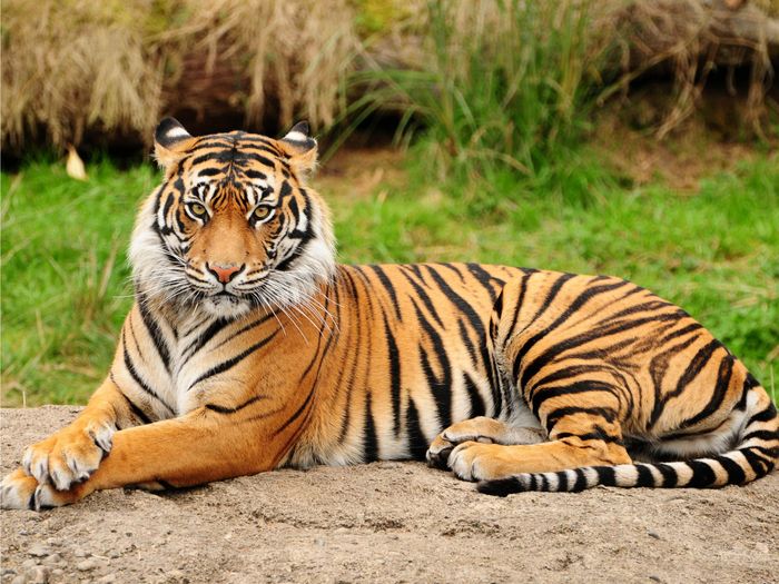 WWF reports increase in tiger population for the first time in decades.
