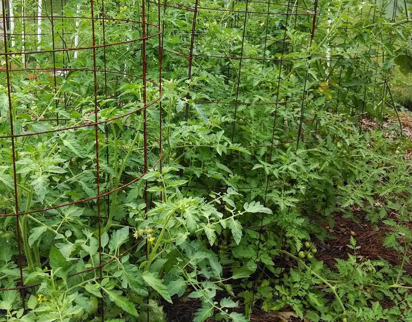 An example of denser and more compact tomato plants that with the addition of CRIPSR editing creates a higher yield.