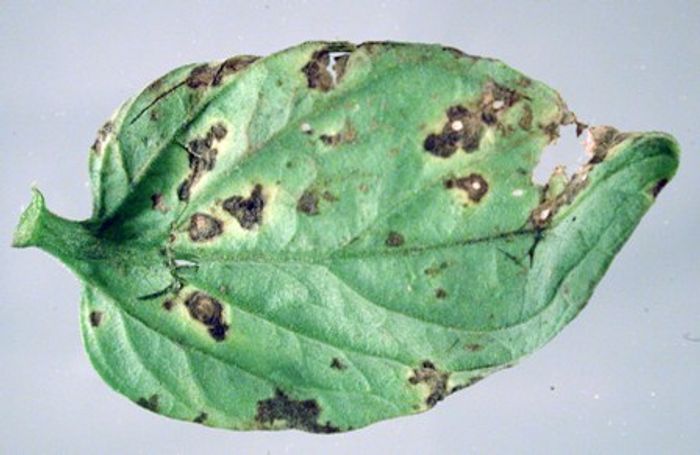 Better Know a Microbe: Pseudomonas syringae | Microbiology