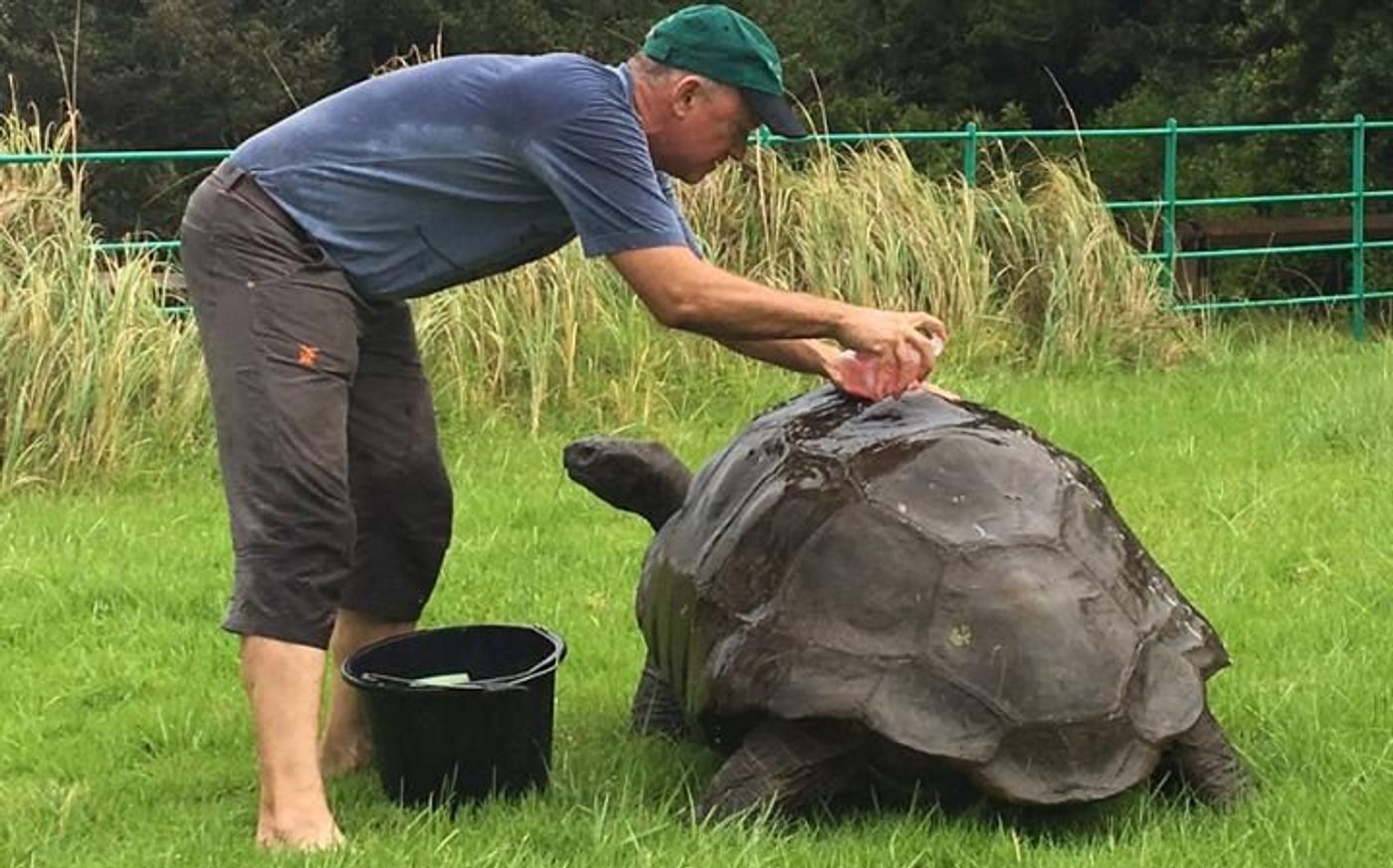 Jonathan the 184-year-old tortoise has received his first bath.