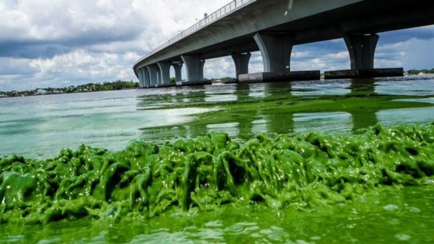 Algae blooms along the Sewell"s Point shore on the St. Lucie River under. Photo: BBC