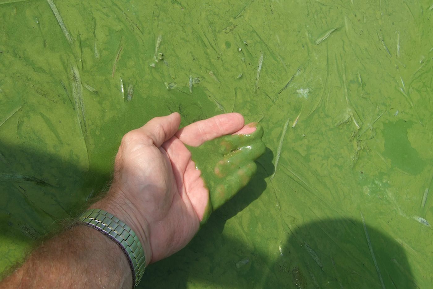 Harmful Lake Erie algal blooms worsened by power plant pollution. Photo: midwestenergynews.com
