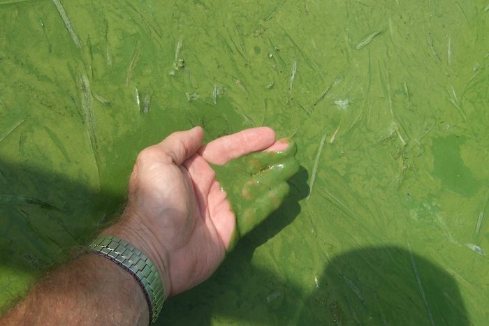 Harmful Lake Erie algal blooms worsened by power plant pollution. Photo: midwestenergynews.com