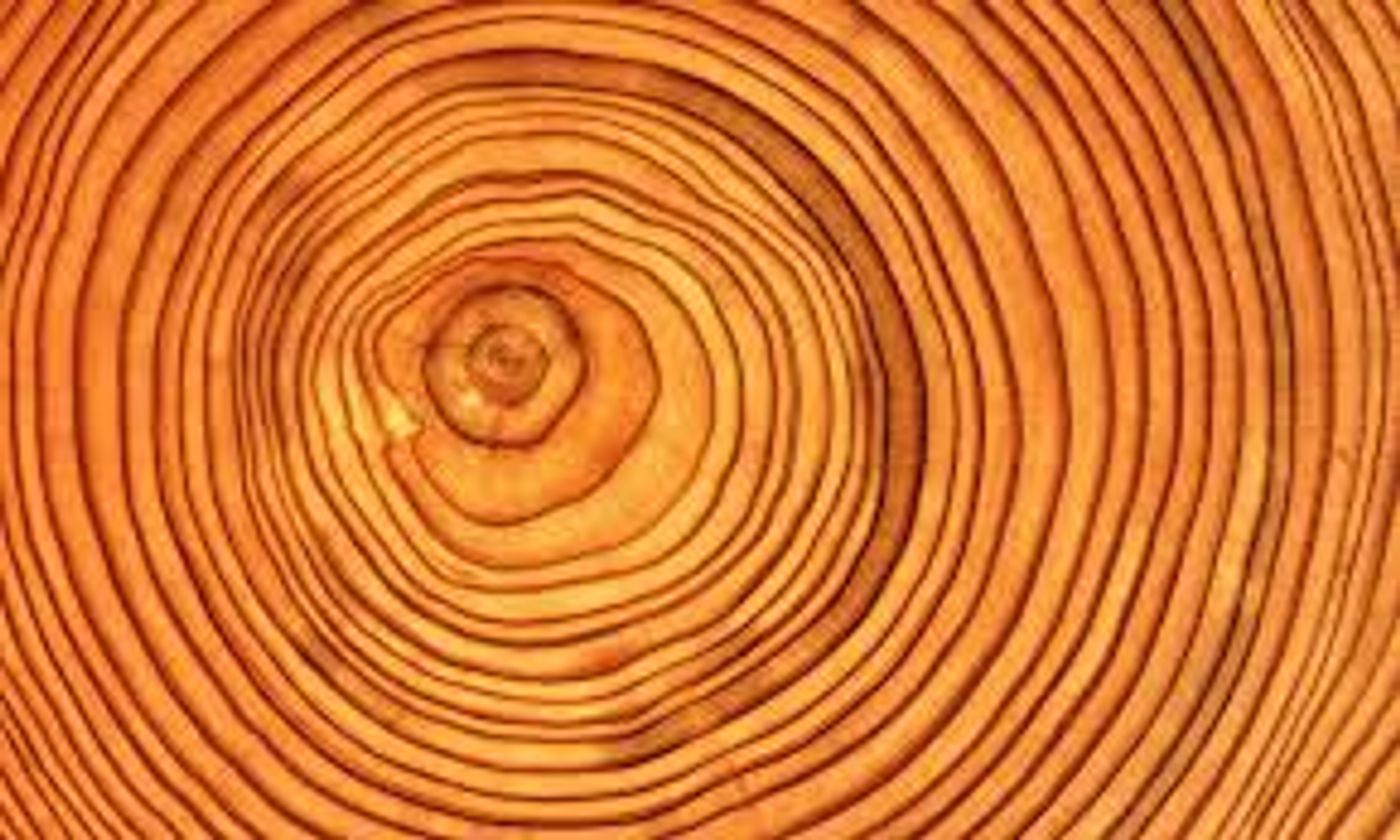 Dendrochronology refers to the scientific method of dating tree rings. Photo: Visualising Data