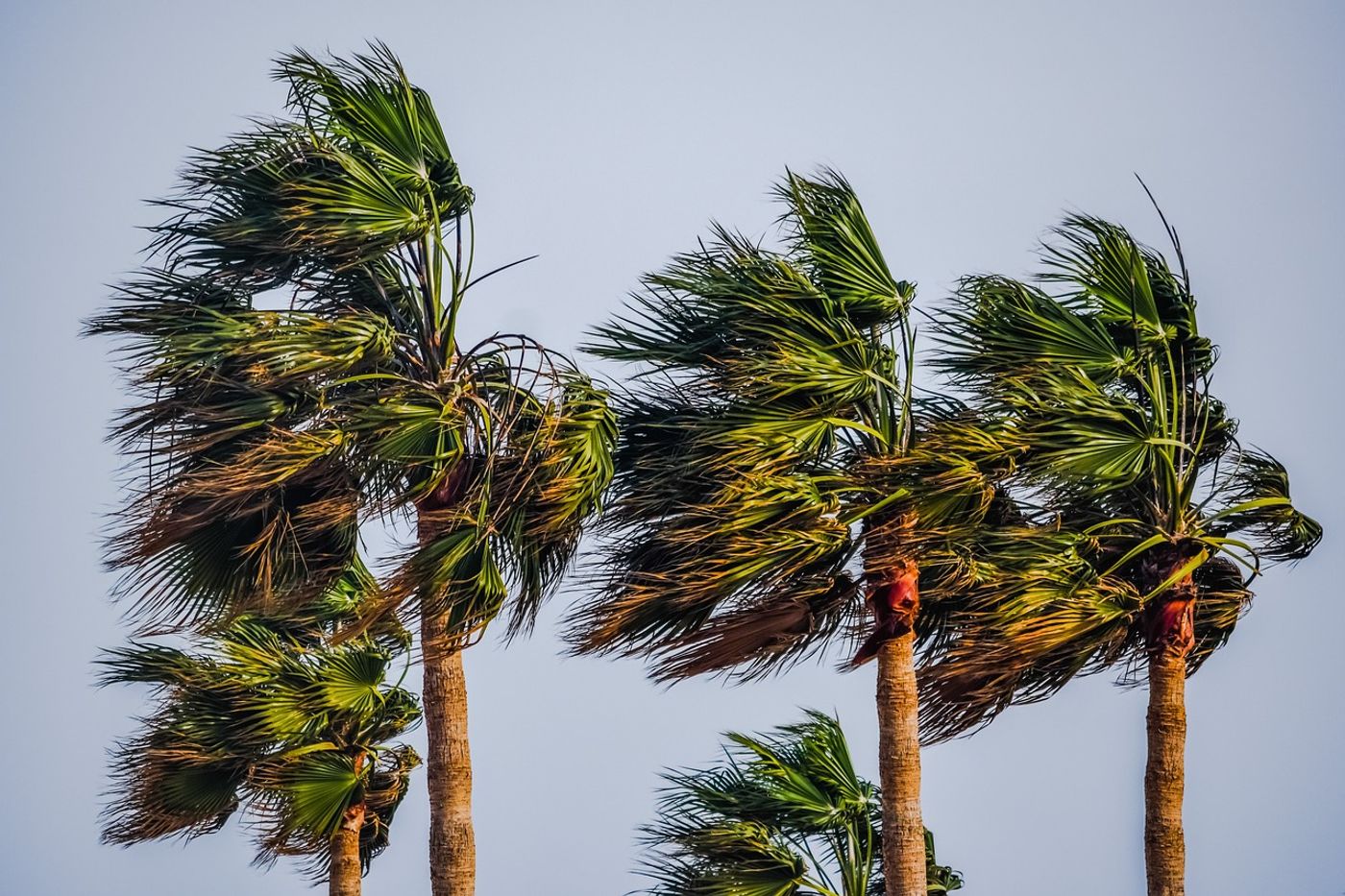 Climate change may be causing palm trees to migrate further Northward in the wake of warming temperatures at higher latitudes.