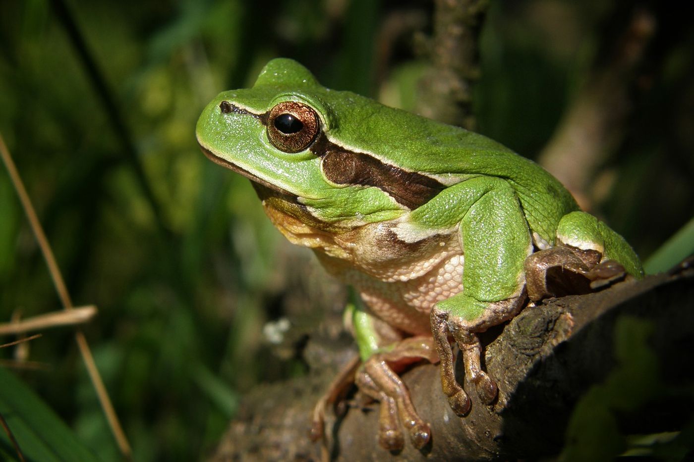 Tree frogs are common in South America's rainforests, but also reside in other parts of the world.