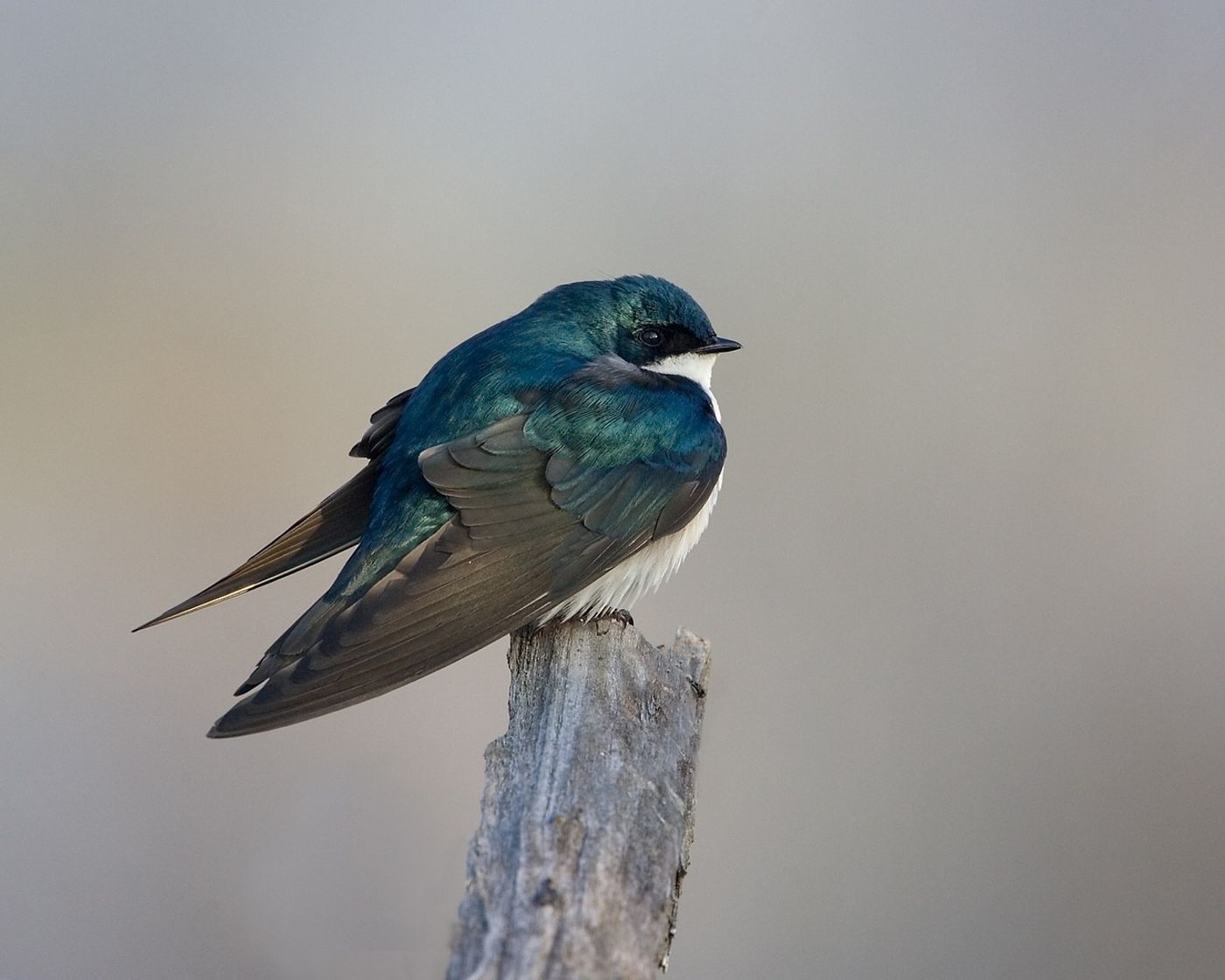 North American bird populations are in serious decline, according to a new study.