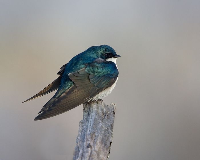 North American bird populations are in serious decline, according to a new study.