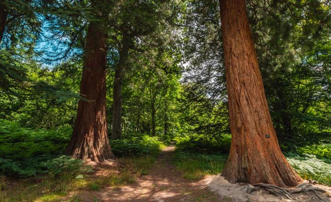 Redwood Trees at Wakehurst Horsebridge Woods  / Credit  Visual Air © RBG Kew