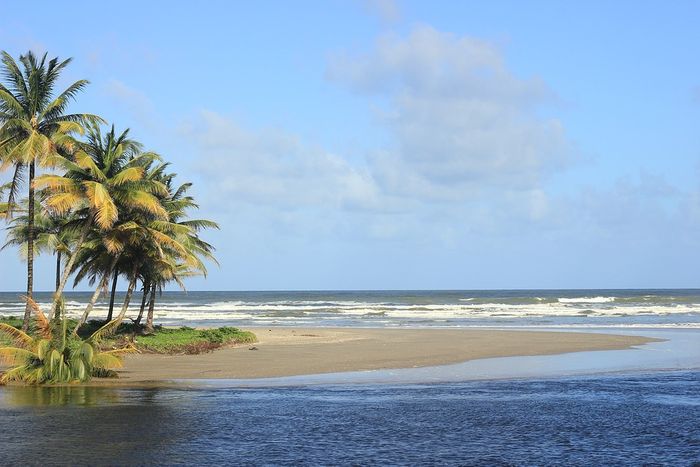 Researchers spent time in Trinidad to understand the distribution of marine sulfur in local vegetation on the island. Photo: Pixabay