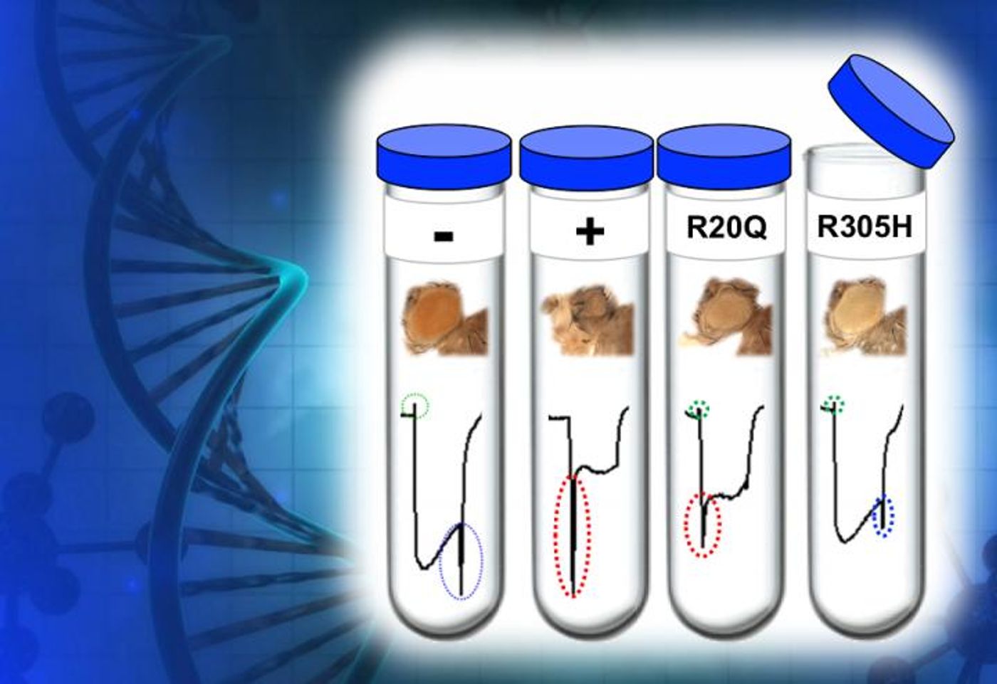 The fruit fly is a laboratory animal model that works as a 'living test tube' in which researchers can test the roles genes might play in human conditions. / Credit: S. Yamamoto/Baylor College of Medicine