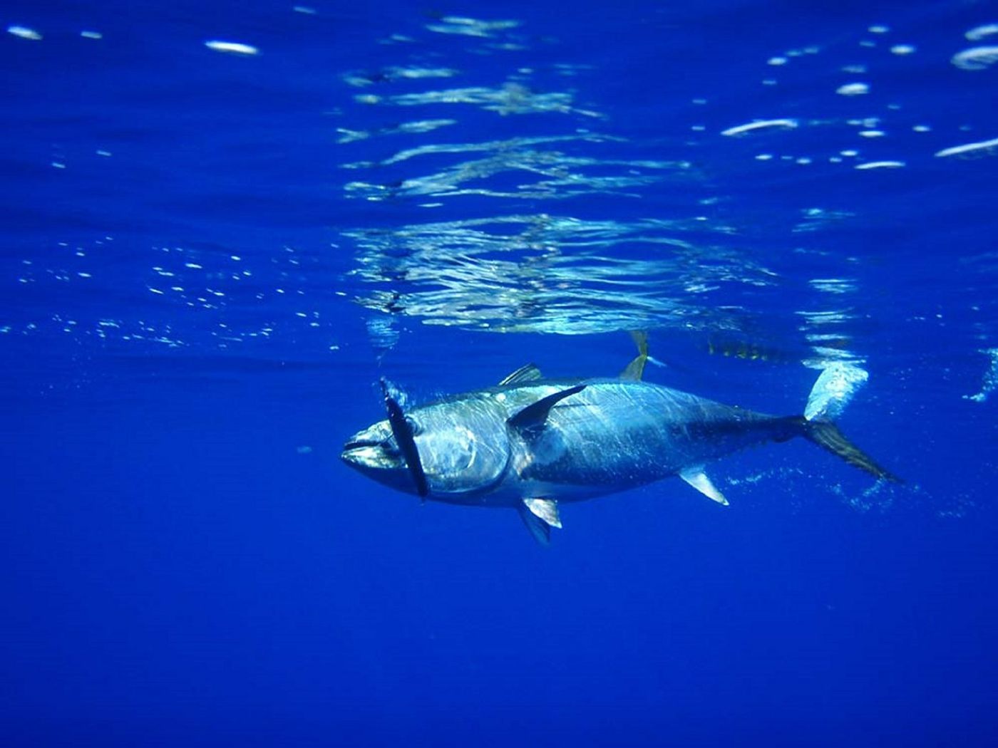 Bluefin tuna take advantage of internal biological hydraulic systems to ensure optimal control and stability while swimming at various speeds.