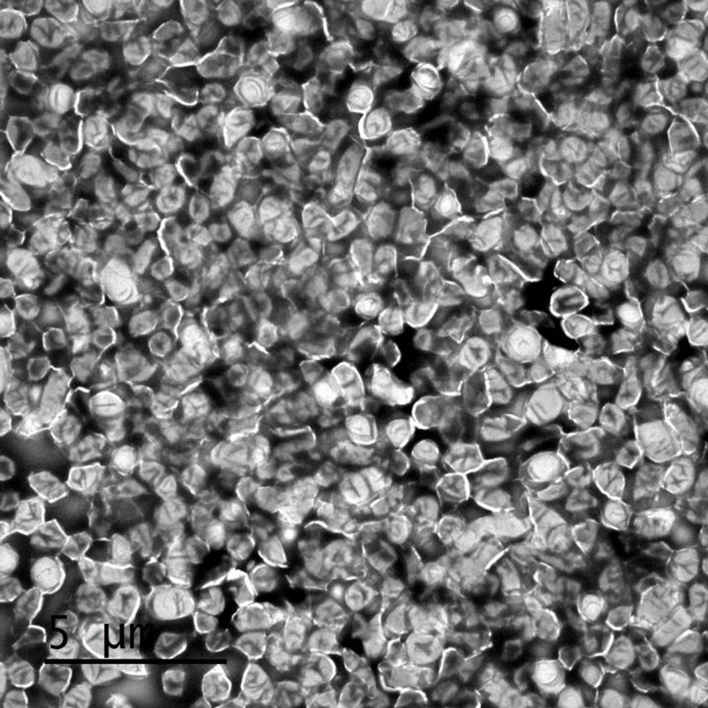  negative stain electron micrograph of a dense culture of Francisella bacteria. / Credit: Alexandra Walls and Aria Eshraghi