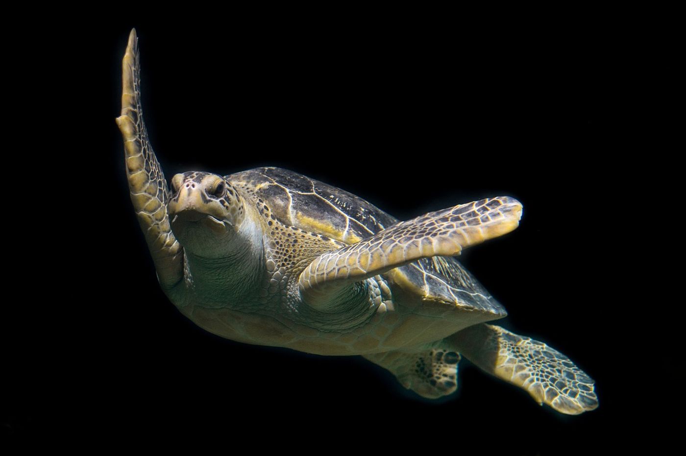 A green sea turtle from Thailand was found to have a clump of metal coins in its stomach.