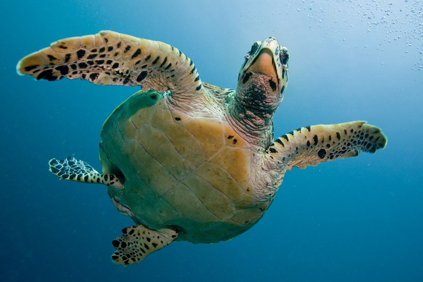Sea turtles are among some of the most vulnerable marine animals to plastic pollution, but other animals suffer too.